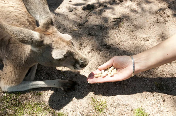 Hand Fed Western Grey Kangaroo — Stock Photo, Image