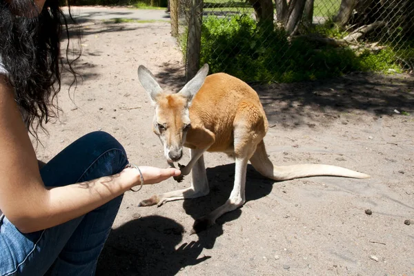 Western Grey Kangaroo Hand Fed — Stock Photo, Image