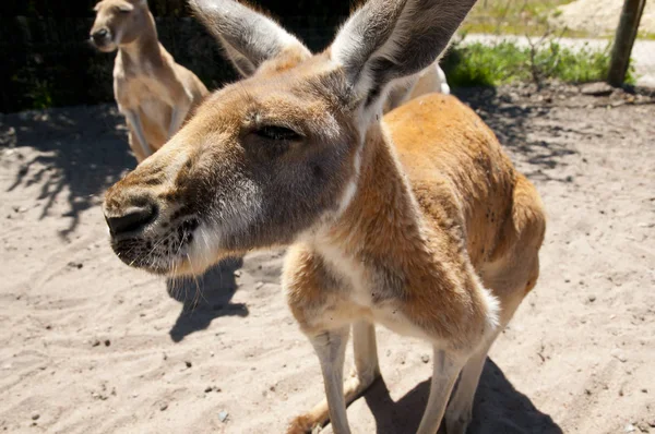Face Western Grey Kangaroo — Stock Photo, Image