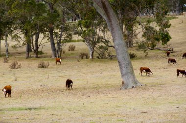 Ücretsiz aralığı Avustralyalı büyükbaş hayvan