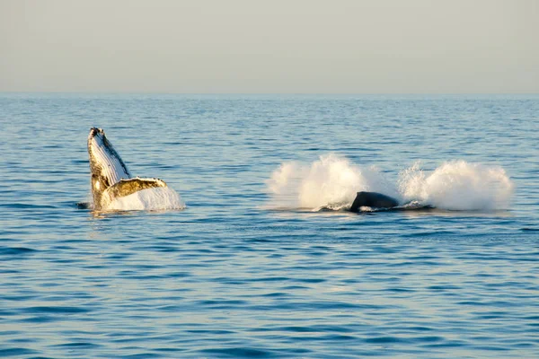 Knölvalar Exmouth Australien — Stockfoto