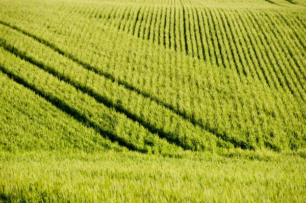 Пшеничное Поле Весной Средний Запад Западная Австралия — стоковое фото