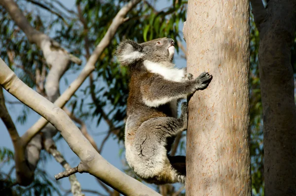 Koala Eucalyptus Tree Australia — Stock Photo, Image