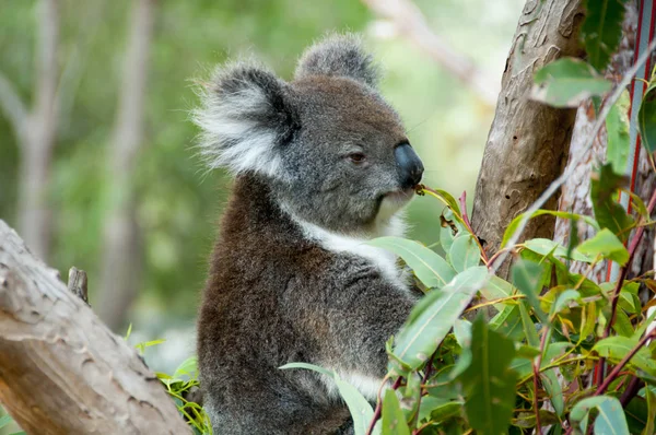 Koala Eucalyptus Tree Australia — Stock Photo, Image