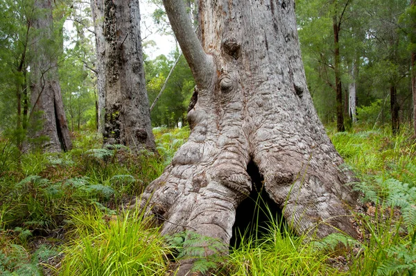 Albero Formicolio Gigante Walpole Australia — Foto Stock