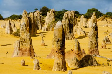 Pinnacles - Batı Avustralya