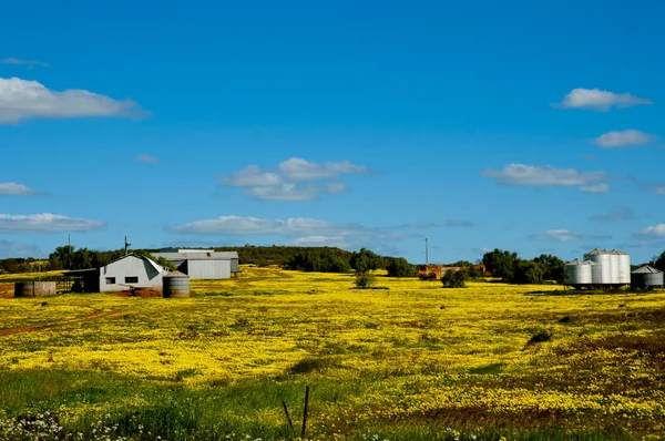 Yellow Wildflowers Mid West Western Australia — Stock Photo, Image