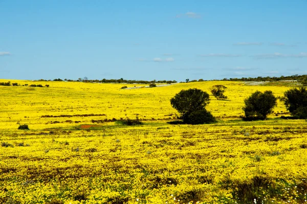 Yellow Wildflowers Mid West Western Australia — Stock Photo, Image