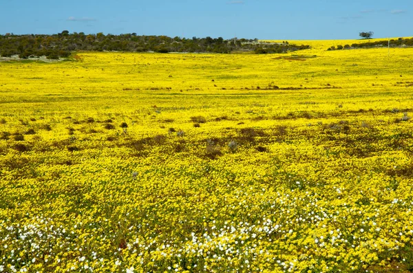 Yellow Wildflowers Mid West Western Australia — Stock Photo, Image