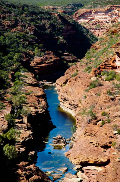 Murchison River Gorge Калбарри Австралия — стоковое фото