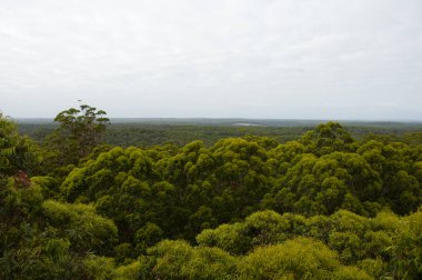 Karri ağaçlar Gloucester Milli Parkı - Pemberton - Avustralya