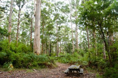 Karri ağaçlar Gloucester Milli Parkı - Pemberton - Avustralya
