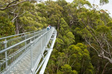 Ağaç üst yürüyüş vadisinde Giants - Walpole - Avustralya