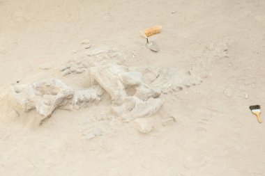Dicynodont Dinosaur Bones Excavation - Argentina clipart