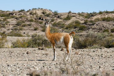 Vicuna - Ischigualasto Provincial Park - Arjantin