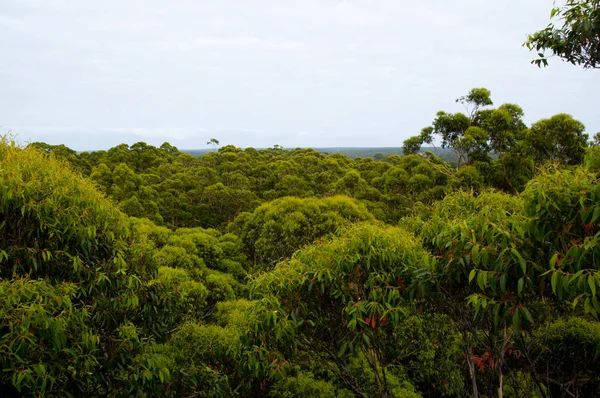 Karri Fák Gloucester Nemzeti Park Pemberton Ausztrália — Stock Fotó