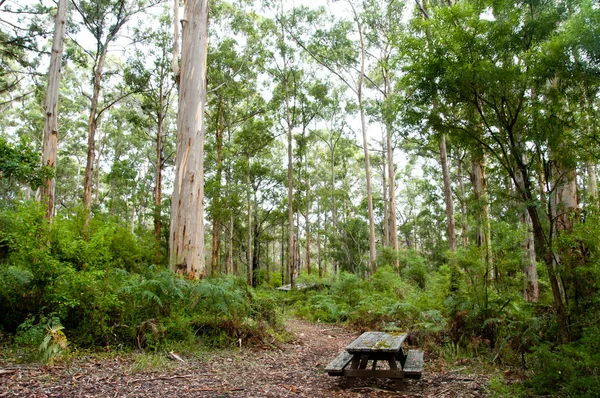 Karri Bomen Gloucester Nationaal Park Pemberton Australië — Stockfoto