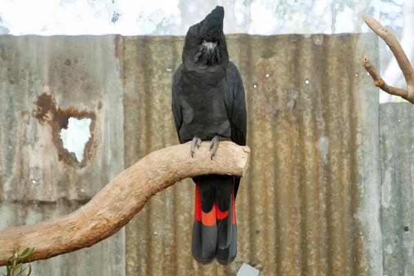 Red Tailed Black Cockatoo — Stock Photo, Image
