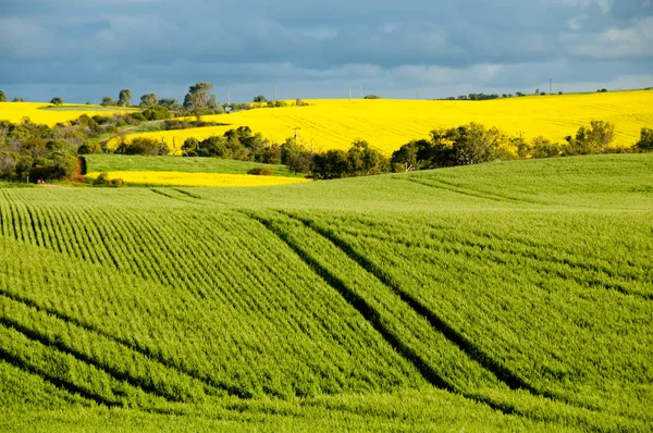 Поля Рапса Пшеницы Среднем Западе Западная Австралия — стоковое фото