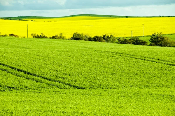 Rapeseed Wheat Fields Mid West Western Australia — Stock Photo, Image