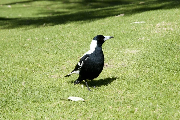 Australian Magpie Bird Parque Público — Fotografia de Stock