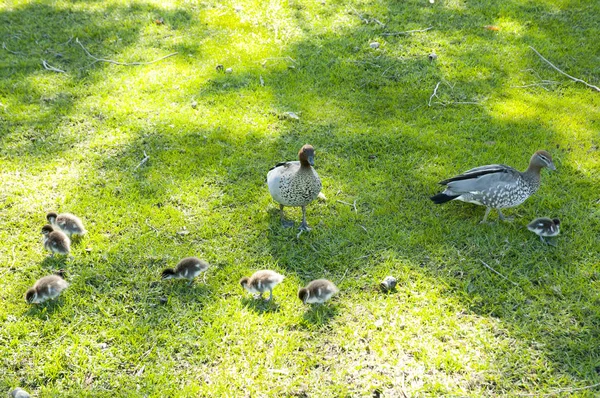 Duck Family Park — Stock Photo, Image