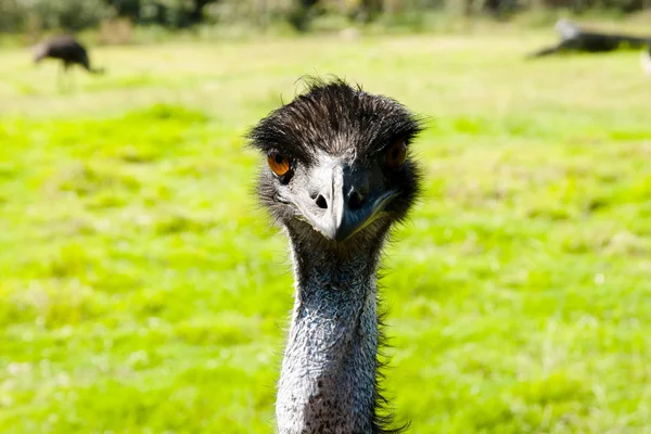 Emu Bird Nel Parco Della Conservazione — Foto Stock