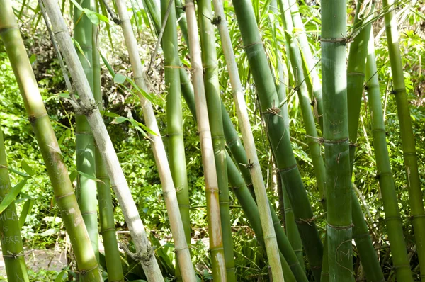 Green Bamboo Sticks Forest
