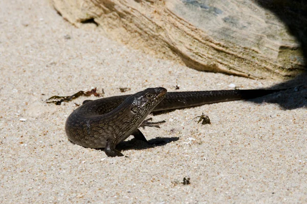 Rei Skink Lizard Rottnest Island Austrália — Fotografia de Stock