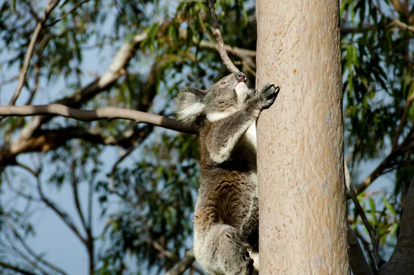 Koala Eucalyptus Tree Australia — Stock Photo, Image