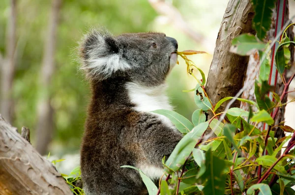 Koala Eucalyptus Tree Australia — Stock Photo, Image