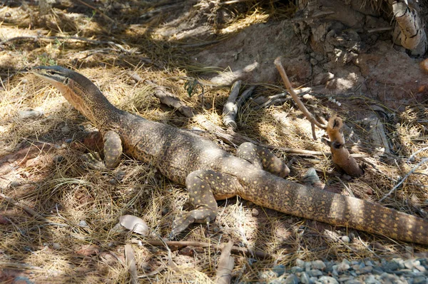 Areia Goanna Bungarra Austrália — Fotografia de Stock