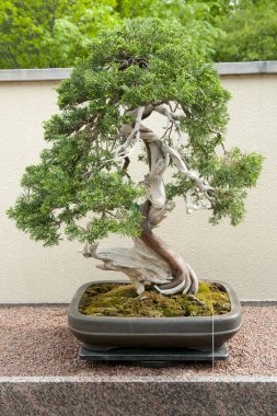 Sargent ardıç Bonsai ağacı (270 yıl eski)
