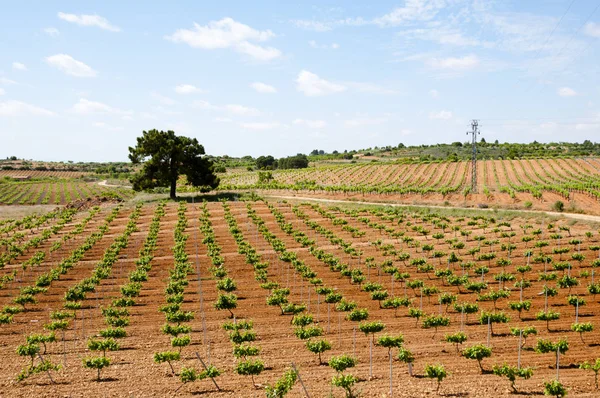 Young Vineyard Plantation Espanha — Fotografia de Stock