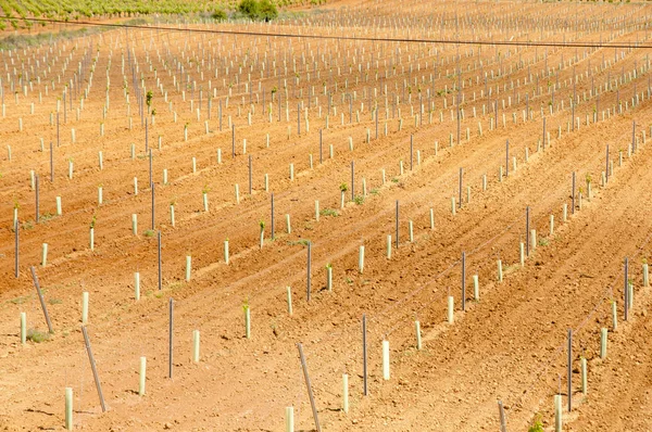 Young Vineyard Plantation Espanha — Fotografia de Stock