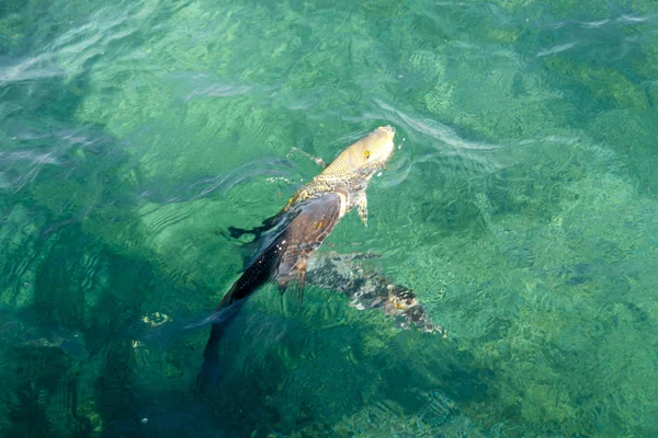星条旗 绿鲷鱼 宁格罗礁 澳大利亚 — 图库照片