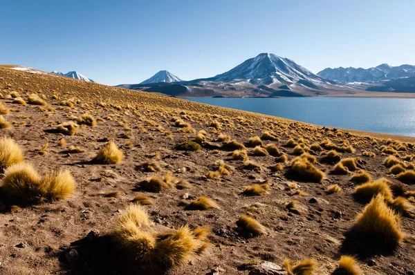 Lagune Miscanti Nord Chili — Photo