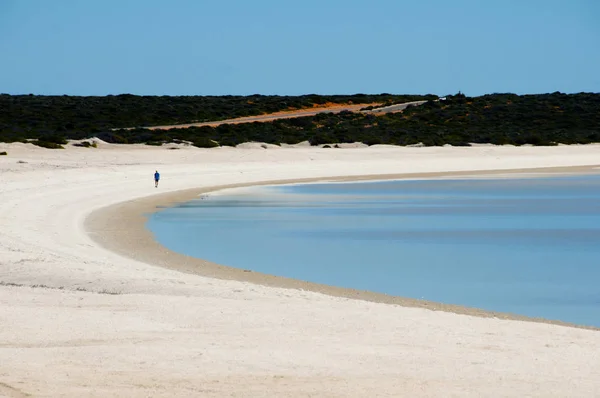 Shell Beach Shark Bay Nyugat Ausztrália — Stock Fotó