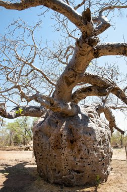 Boab hapishane ağaç - Kimberley - Avustralya