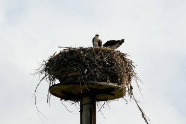 Osprey yuva - Batı Avustralya