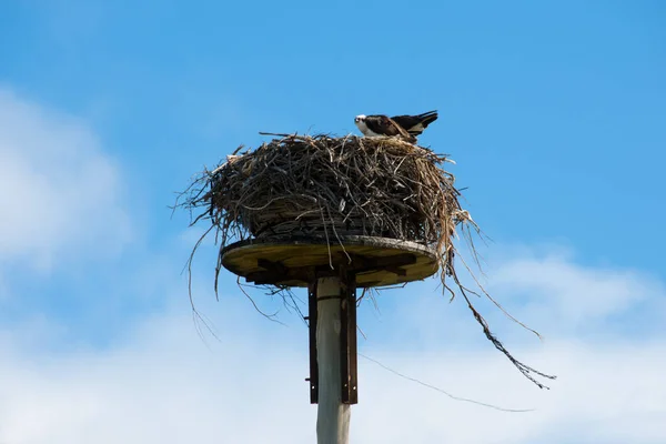 Osprey Nest Australia Occidental — Foto de Stock