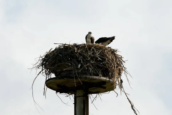 Osprey Nest Australia Occidental — Foto de Stock