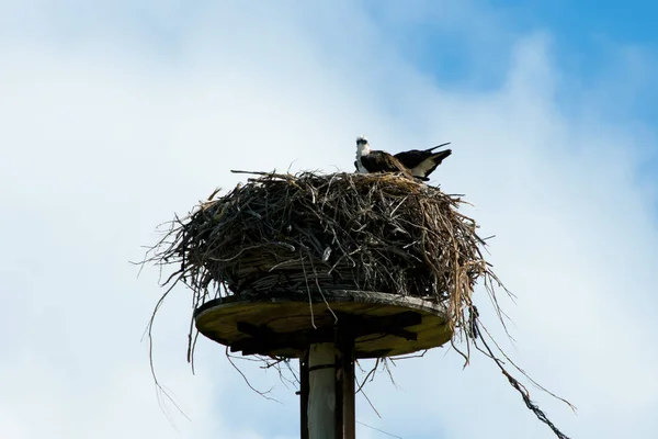 Osprey Nest Australia Occidental — Foto de Stock