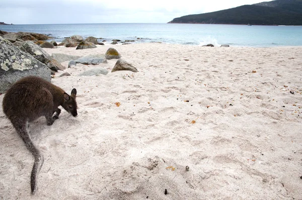 Kanguru bardağı Bay - Freycinet Milli Parkı - Tazmanya üzerinde