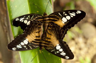 Kahverengi Clipper kelebekler çiftleşme - Filipinler
