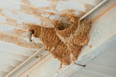 Zebra Finch kuş yuva