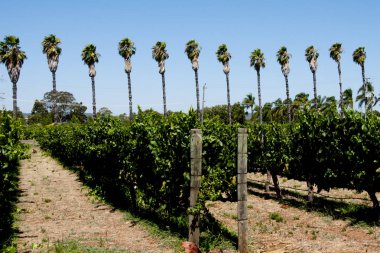 Swan Valley üzüm bağları - Perth - Avustralya