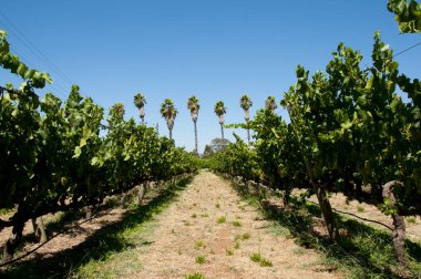 Swan Valley üzüm bağları - Perth - Avustralya