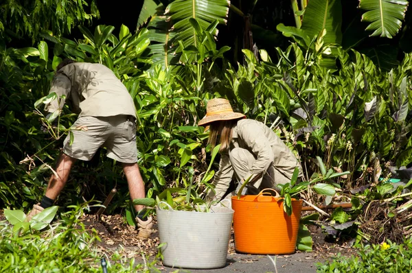 Bahçe ve Peyzaj Hizmetleri - Avustralya