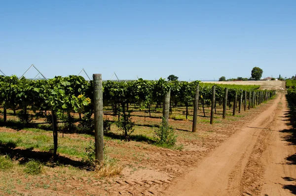 Swan Valley Wijngaarden Perth Australië — Stockfoto